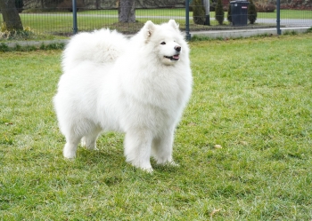 C.I.B. CERSEI Raising Fluffy