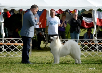 WORLD SAMOYED MEETING HUNGARY 2025 - RUMI Z FEMOMENALNYM SUKCESEM!