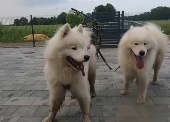 BIKEJORING W TANDEMIE - RUMI & ORI