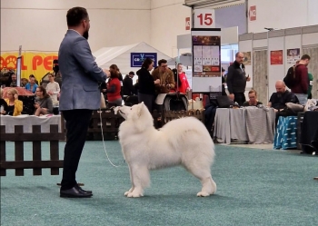 RUMI  - NOWY CHAMPION SŁOWACJI